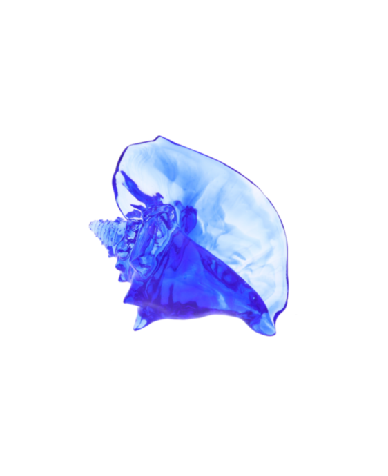Blue Conch Shell